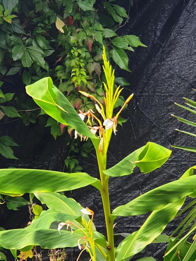 Tropical Garden Oasis Rooms Birmingam Exterior foto