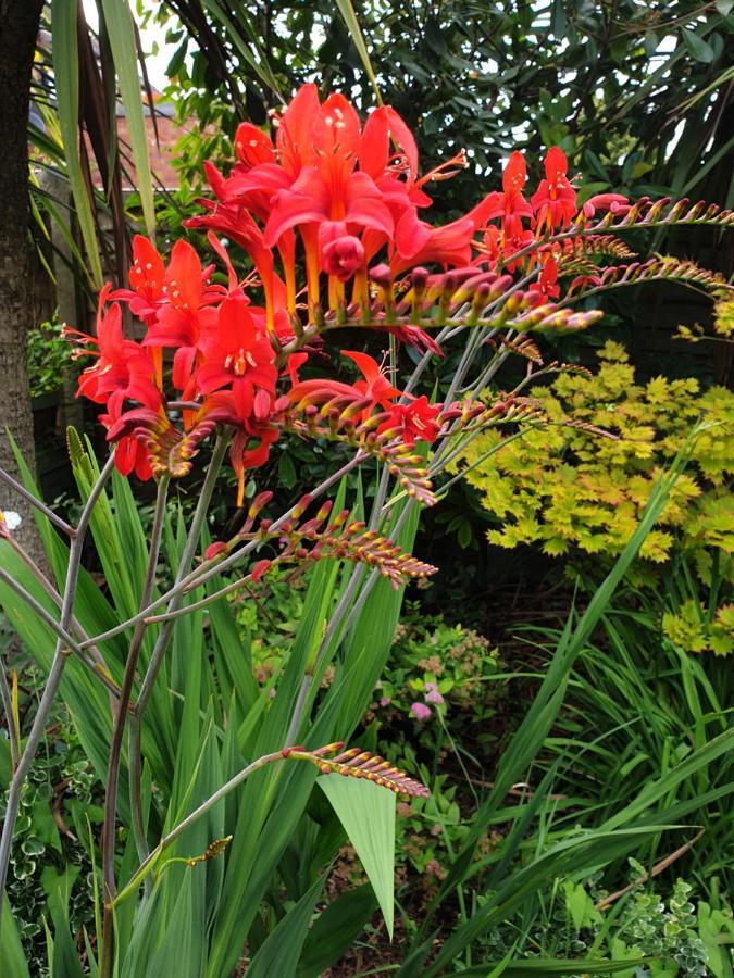 Tropical Garden Oasis Rooms Birmingam Exterior foto