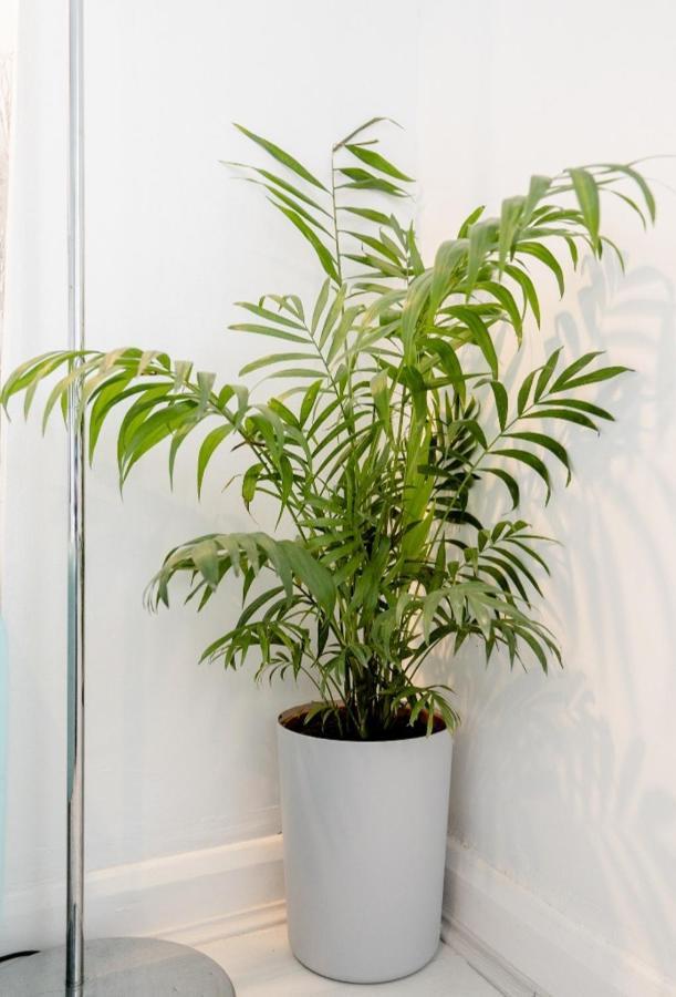 Tropical Garden Oasis Rooms Birmingam Exterior foto